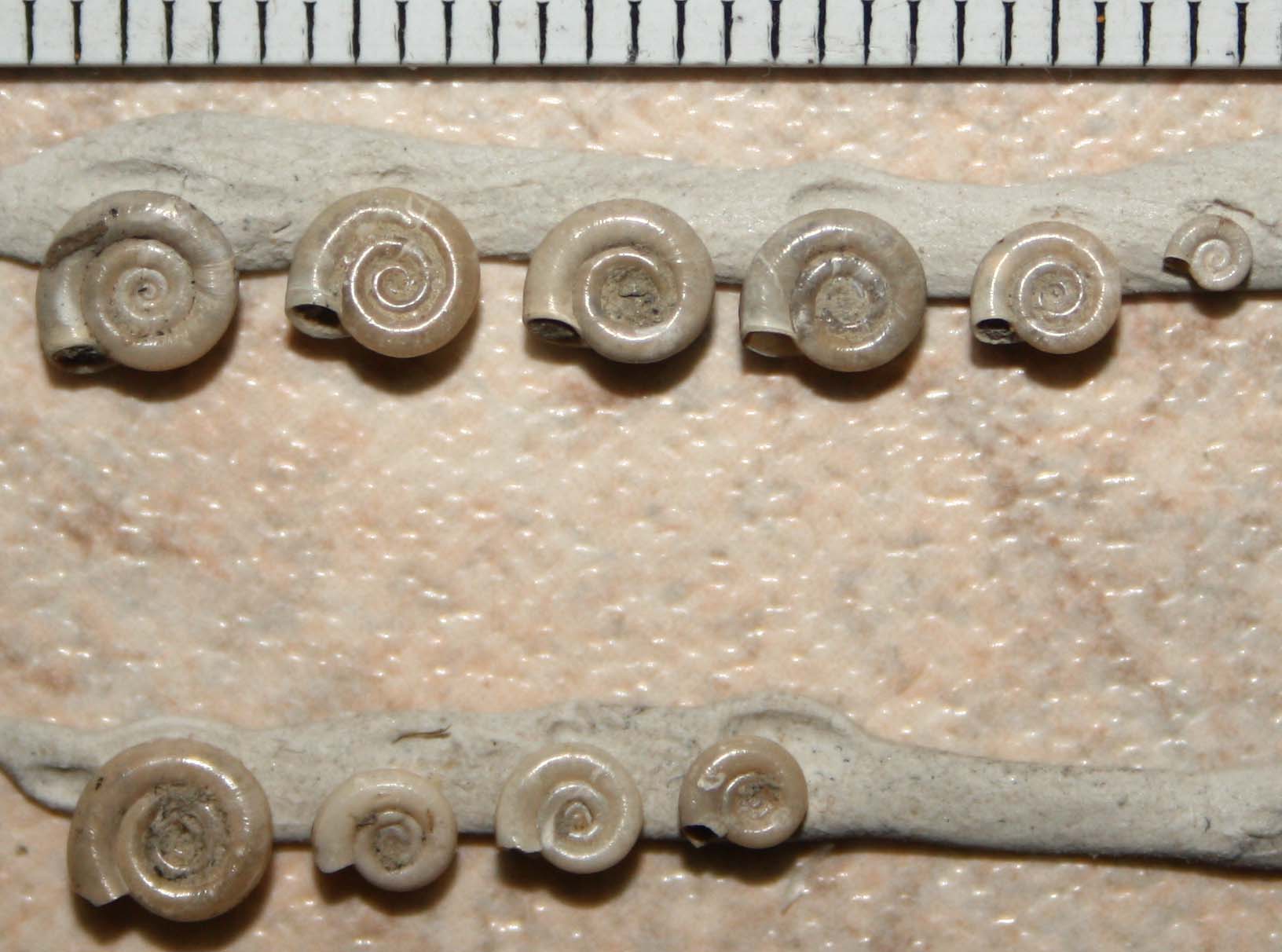 Planorbis planorbis? no, Anisus spirorbis